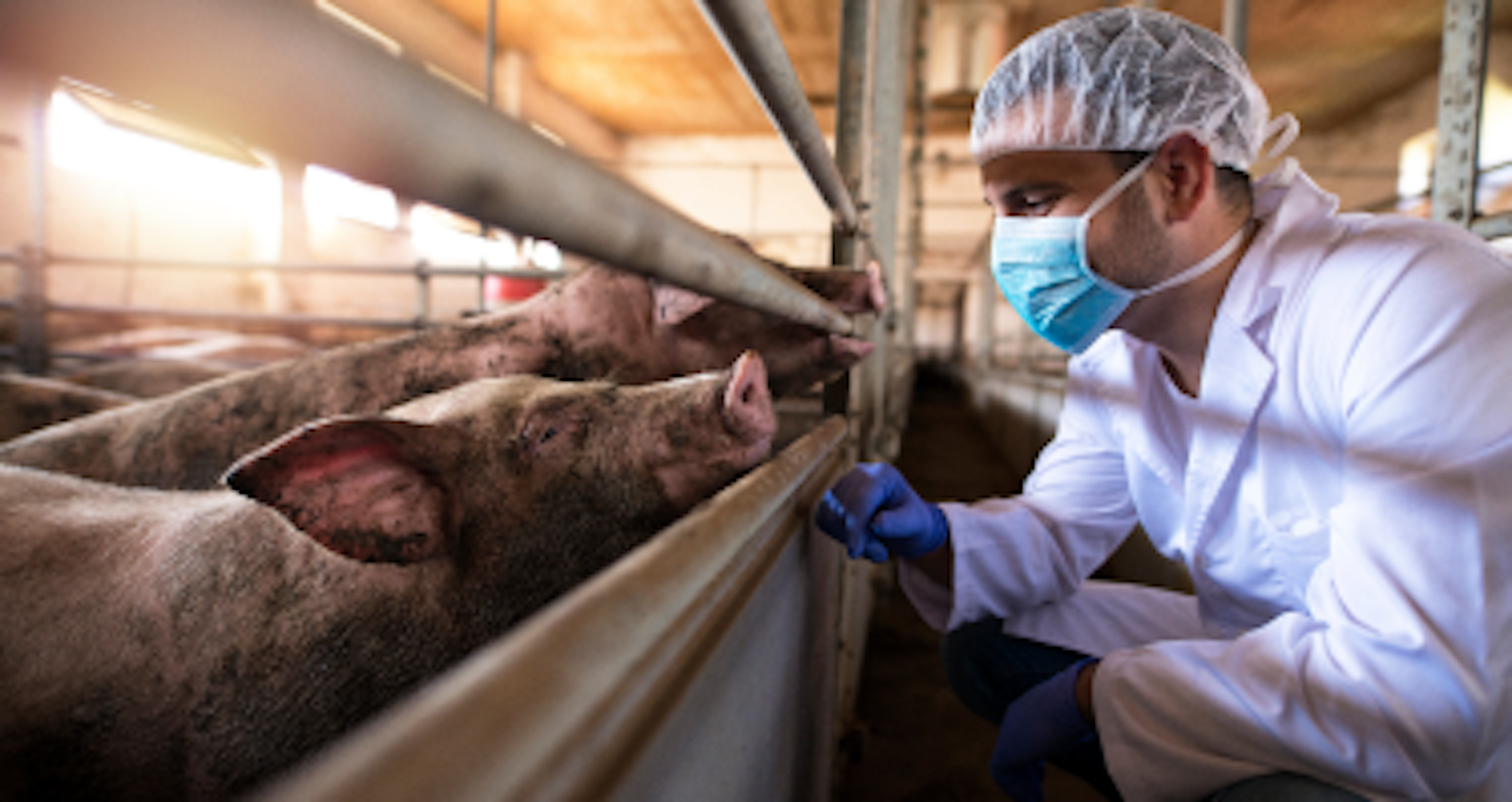 A person in white protective clothing and head covering is interacting with pigs in an indoor farming facility. Part of the image is blurred.