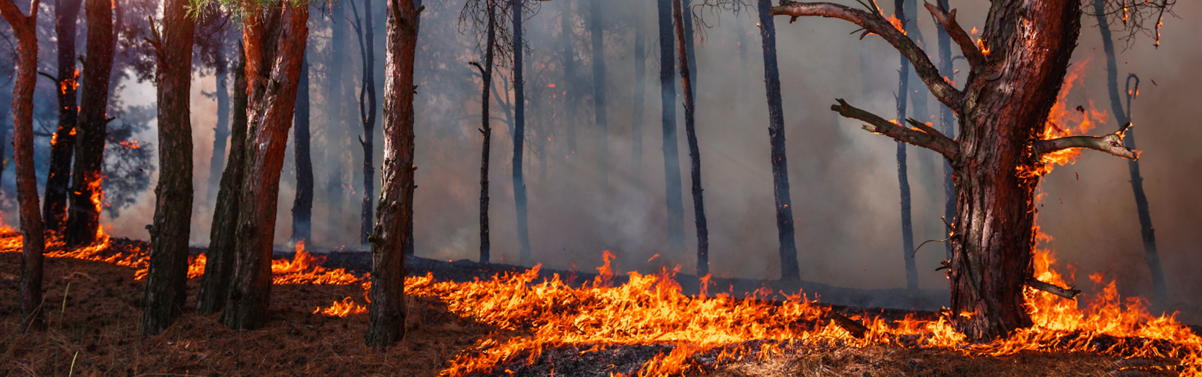 A forest fire with flames consuming the underbrush and smoke rising among the trees. The sky is hazy from the smoke.