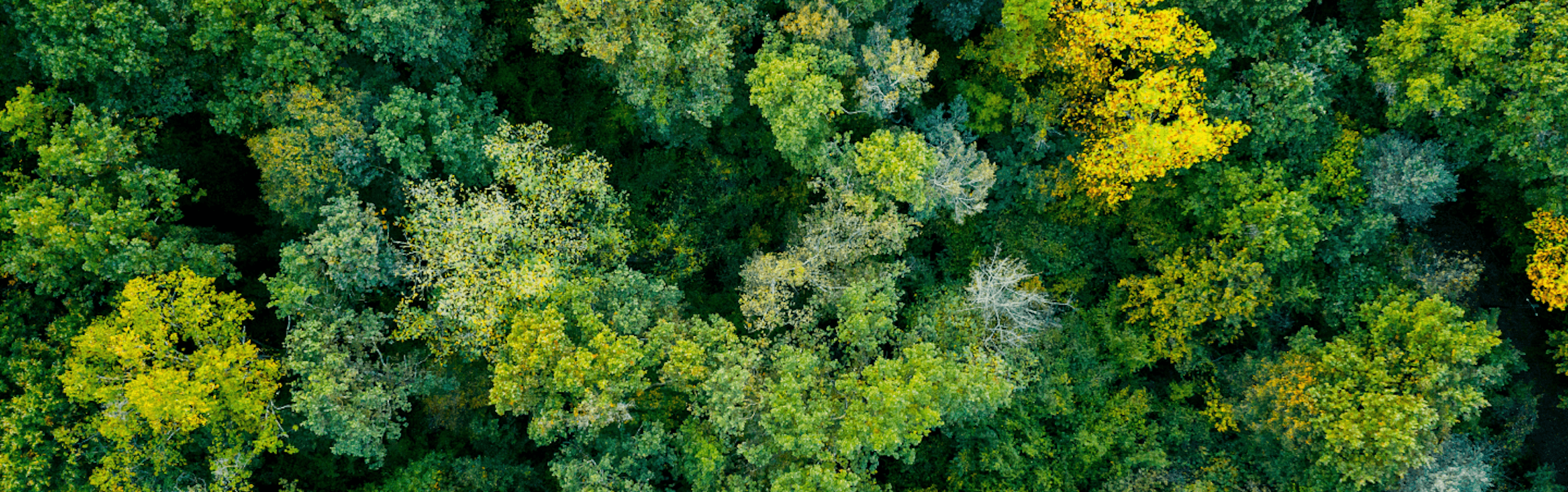 Aerial view of a dense forest with a mix of green and some yellow foliage trees.